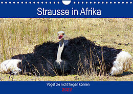 Kalender Strausse in Afrika (Wandkalender 2022 DIN A4 quer) von Barbara Fraatz