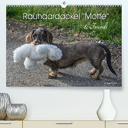 Kalender Rauhaardackel Motte &amp; Friends (Premium, hochwertiger DIN A2 Wandkalender 2022, Kunstdruck in Hochglanz) von Susann Kuhr