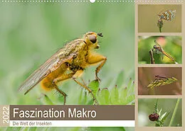 Kalender Faszination Makro - Die Welt der Insekten (Wandkalender 2022 DIN A2 quer) von Andrea Potratz
