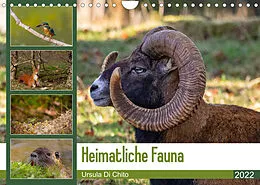 Kalender Heimatliche Fauna (Wandkalender 2022 DIN A4 quer) von Ursula Di Chito