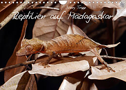 Kalender Reptilien auf Madagaskar (Wandkalender 2022 DIN A4 quer) von Benny Trapp