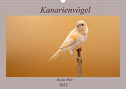 Kalender Kanarienvögel - Bunte Welt (Wandkalender 2022 DIN A3 quer) von Akrema-Photography