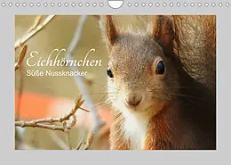Kalender Eichhörnchen - Süße Nussknacker (Wandkalender 2022 DIN A4 quer) von Fofino