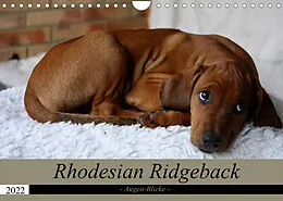 Kalender Rhodesian Ridgeback Augen-Blicke (Wandkalender 2022 DIN A4 quer) von Dagmar Behrens
