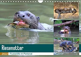 Kalender Riesenotter - Flusswölfe im Pantanal (Wandkalender 2022 DIN A4 quer) von Michael und Yvonne Herzog