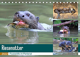 Kalender Riesenotter - Flusswölfe im Pantanal (Tischkalender 2022 DIN A5 quer) von Michael und Yvonne Herzog