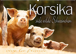 Kalender Korsika - süße, wilde Schweinchen (Wandkalender 2022 DIN A2 quer) von Monika Schöb