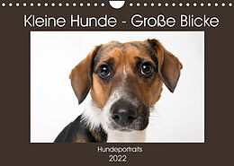 Kalender Kleine Hunde - Große Blicke (Wandkalender 2022 DIN A4 quer) von Akrema-Photography