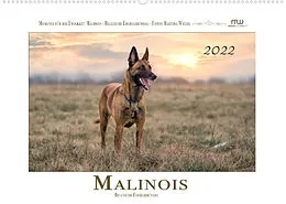 Kalender Malinois - Belgische Energiebündel (Wandkalender 2022 DIN A2 quer) von Martina Wrede