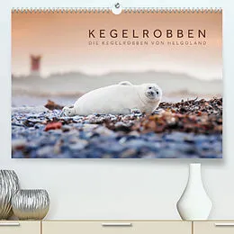 Kalender Kegelrobben - Die Kegelrobben von Helgoland (Premium, hochwertiger DIN A2 Wandkalender 2022, Kunstdruck in Hochglanz) von Lain Jackson
