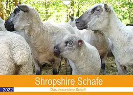 Kalender Shropshire Schafe (Wandkalender 2022 DIN A4 quer) von Margarete Brunhilde Kesting