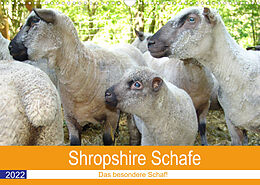 Kalender Shropshire Schafe (Wandkalender 2022 DIN A3 quer) von Margarete Brunhilde Kesting