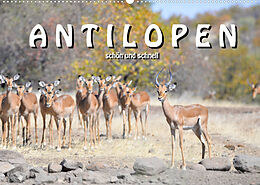 Kalender Antilopen, schön und schnell (Wandkalender 2022 DIN A2 quer) von ROBERT STYPPA