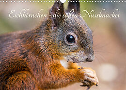 Kalender Eichhörnchen - die süßen Nussknacker (Wandkalender 2022 DIN A3 quer) von Alena Holtz