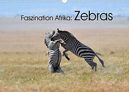 Kalender Faszination Afrika: Zebras (Wandkalender 2022 DIN A3 quer) von Elmar Weiss