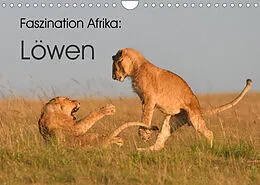 Kalender Faszination Afrika: Löwen (Wandkalender 2022 DIN A4 quer) von Elmar Weiss
