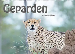 Kalender Geparden - schnelle Jäger (Wandkalender 2022 DIN A2 quer) von ROBERT STYPPA