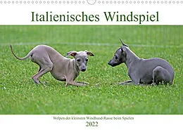 Kalender Italienisches Windspiel (Wandkalender 2022 DIN A3 quer) von Klaus Eppele