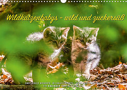 Kalender Wildkatzenbabys - wild und zuckersüß. (Wandkalender 2022 DIN A3 quer) von Ingo Gerlach