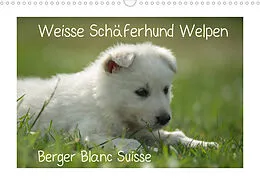 Kalender Weisse Schäferhund Welpen - Berger Blanc Suisse (Wandkalender 2022 DIN A3 quer) von Tanja Riedel