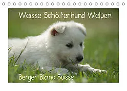 Kalender Weisse Schäferhund Welpen - Berger Blanc Suisse (Tischkalender 2022 DIN A5 quer) von Tanja Riedel