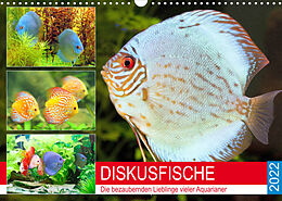 Kalender Diskusfische. Die bezaubernden Lieblinge vieler Aquarianer (Wandkalender 2022 DIN A3 quer) von Rose Hurley