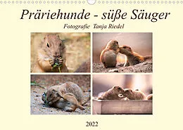 Kalender Präriehunde - süße Säuger (Wandkalender 2022 DIN A3 quer) von Tanja Riedel