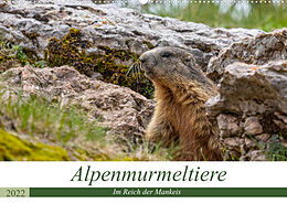 Kalender Alpenmurmeltiere - Im Reich der Mankeis (Wandkalender 2022 DIN A2 quer) von Ursula Di Chito