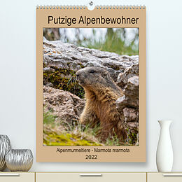 Kalender Putzige Alpenbewohner - Alpenmurmeltiere (Premium, hochwertiger DIN A2 Wandkalender 2022, Kunstdruck in Hochglanz) von Ursula Di Chito