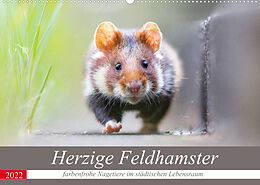 Kalender Herzige Feldhamster - farbenfrohe Nagetiere im städtischen LebensraumAT-Version (Wandkalender 2022 DIN A2 quer) von Perdita Petzl
