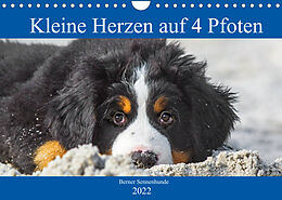 Kalender Kleine Herzen auf 4 Pfoten - Berner Sennenhunde (Wandkalender 2022 DIN A4 quer) von Sigrid Starick