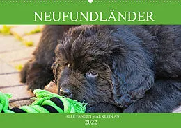 Kalender Neufundländer - Alle fangen mal klein an (Wandkalender 2022 DIN A2 quer) von Sigrid Starick