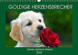 Kalender Goldige Herzensbrecher - Golden Retriever Welpen (Wandkalender 2022 DIN A3 quer) von Sigrid Starick
