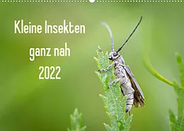 Kalender Kleine Insekten ganz nah (Wandkalender 2022 DIN A2 quer) von Dany´s Blickwinkel