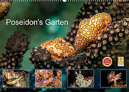 Kalender Poseidon's Garten (Wandkalender 2022 DIN A2 quer) von Yvonne & Tilo Kühnast - naturepicsfilms