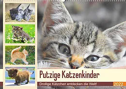 Kalender Putzige Katzenkinder. Drollige Kätzchen entdecken die Welt! (Wandkalender 2022 DIN A2 quer) von Rose Hurley