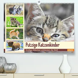 Kalender Putzige Katzenkinder. Drollige Kätzchen entdecken die Welt! (Premium, hochwertiger DIN A2 Wandkalender 2022, Kunstdruck in Hochglanz) von Rose Hurley