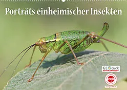 Kalender GEOclick Lernkalender: Porträts einheimischer Insekten (Wandkalender 2022 DIN A2 quer) von Klaus Feske /GEOclick