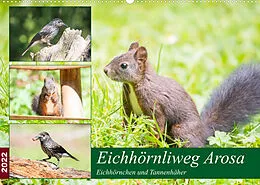 Kalender Eichhörnliweg Arosa - Eichhörnchen und Tannenhäher (Wandkalender 2022 DIN A2 quer) von Stefanie und Philipp Kellmann