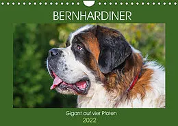 Kalender Bernhardiner - Gigant auf vier Pfoten (Wandkalender 2022 DIN A4 quer) von Sigrid Starick