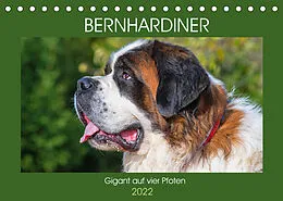Kalender Bernhardiner - Gigant auf vier Pfoten (Tischkalender 2022 DIN A5 quer) von Sigrid Starick