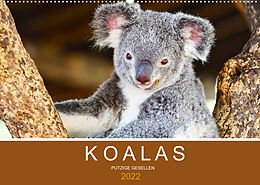 Kalender Koalas, putzige Gesellen (Wandkalender 2022 DIN A2 quer) von Robert Styppa