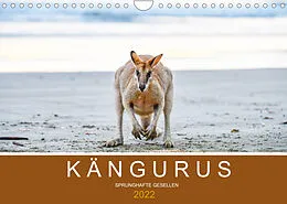 Kalender Kängurus, sprunghafte Gesellen (Wandkalender 2022 DIN A4 quer) von ROBERT STYPPA