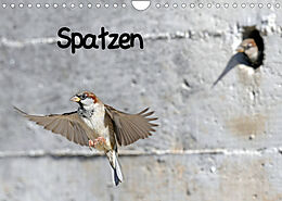 Kalender Spatzen (Wandkalender 2022 DIN A4 quer) von Benny Trapp