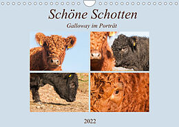 Kalender Schöne Schotten - Galloway im Porträt (Wandkalender 2022 DIN A4 quer) von Meike Bölts