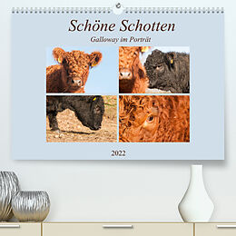 Kalender Schöne Schotten - Galloway im Porträt (Premium, hochwertiger DIN A2 Wandkalender 2022, Kunstdruck in Hochglanz) von Meike Bölts