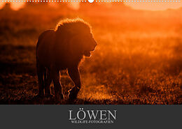 Kalender Löwen Wildlife-Fotografien (Wandkalender 2022 DIN A2 quer) von Christina Krutz