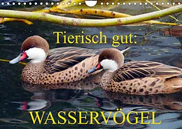 Kalender Tierisch gut: Wasservögel (Wandkalender 2022 DIN A4 quer) von Gisela Kruse