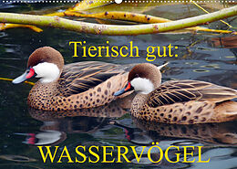 Kalender Tierisch gut: Wasservögel (Wandkalender 2022 DIN A2 quer) von Gisela Kruse