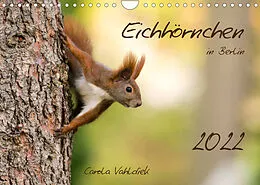 Kalender Eichhörnchen in Berlin (Wandkalender 2022 DIN A4 quer) von Carola Vahldiek